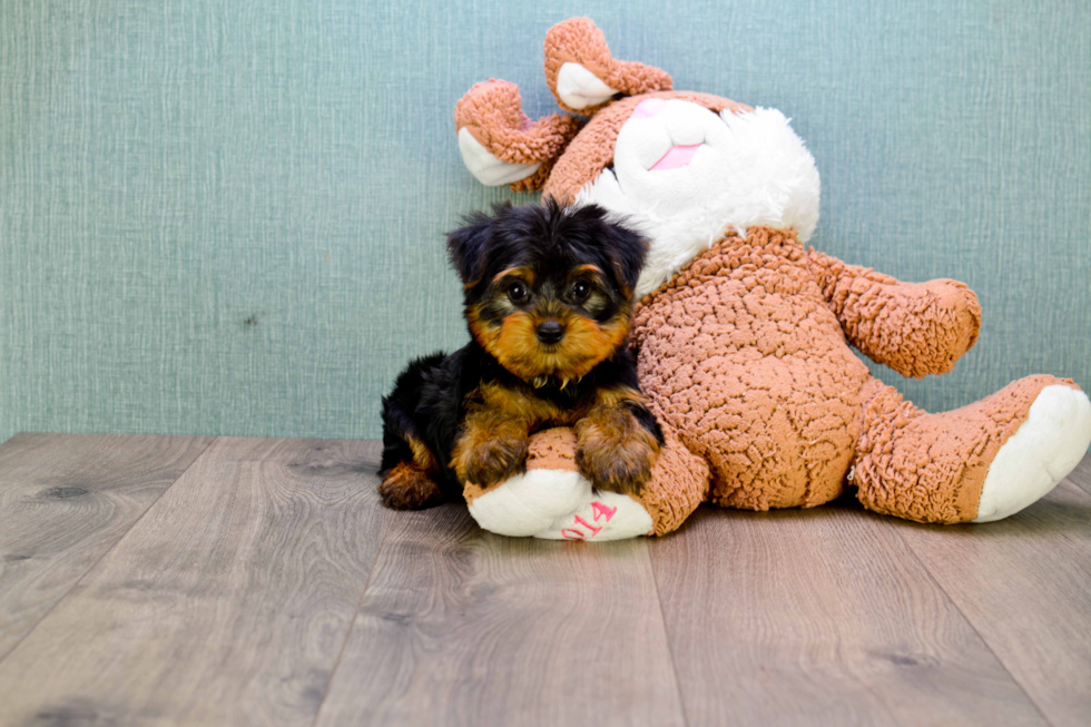 Meet Allen - our Yorkshire Terrier Puppy Photo 