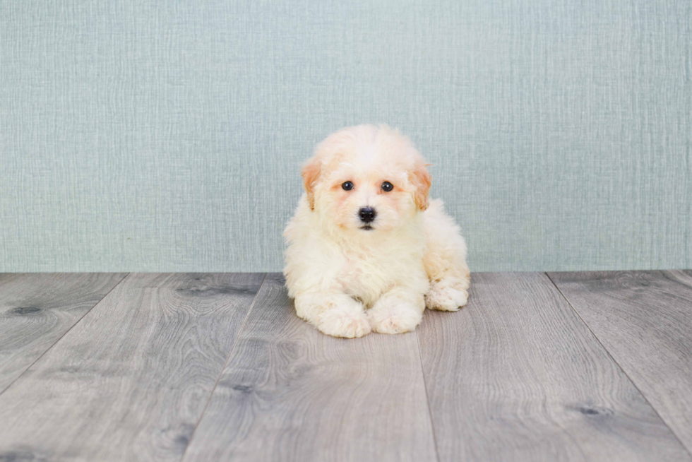 Maltipoo Puppy for Adoption