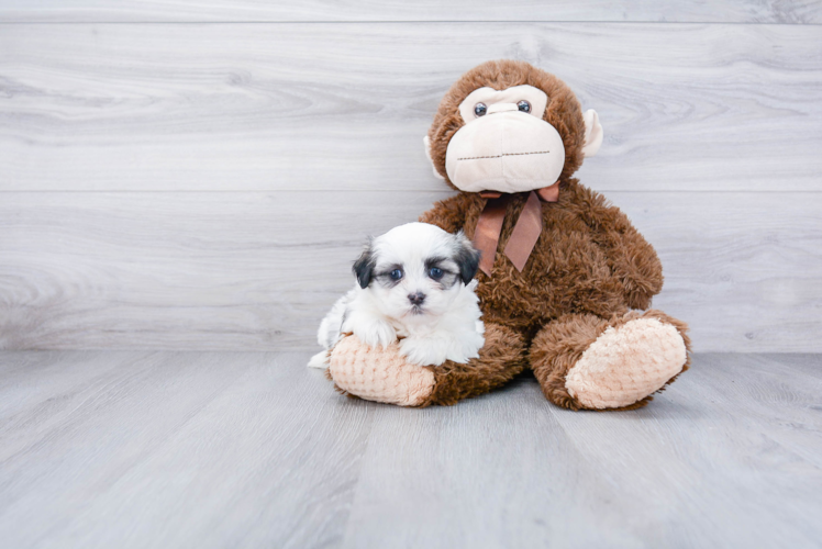 Fluffy Teddy Bear Designer Pup