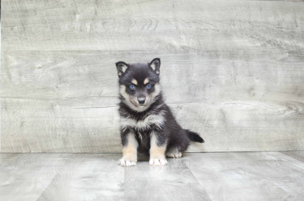 Smart Pomsky Designer Pup