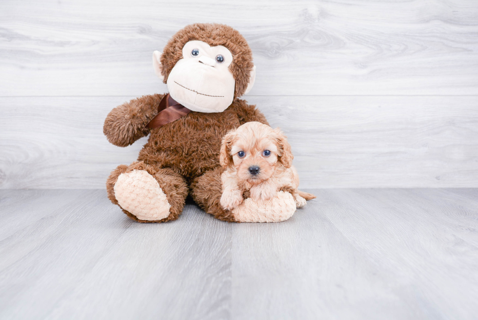 Cavapoo Puppy for Adoption