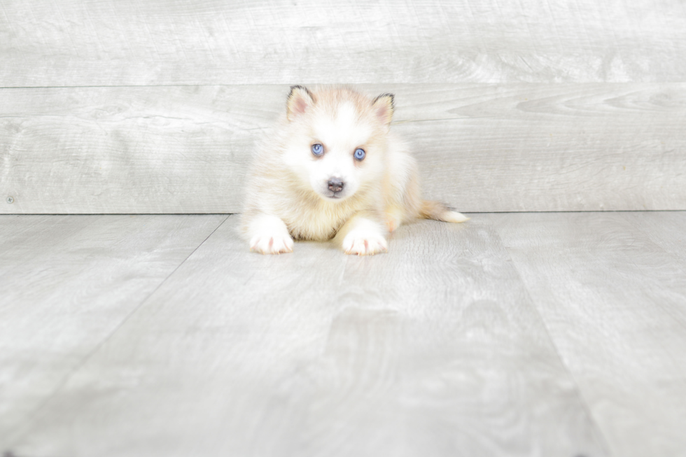 Happy Pomsky Baby