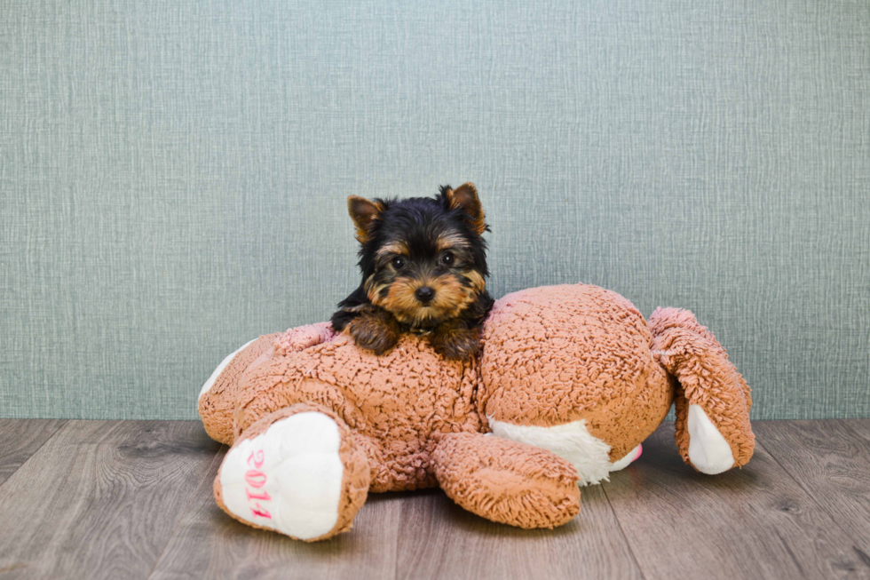 Meet Tinkerbell - our Yorkshire Terrier Puppy Photo 