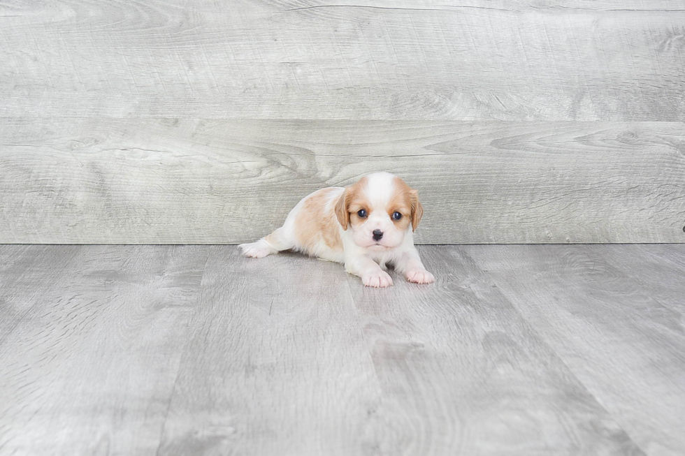 Cavalier King Charles Spaniel Pup Being Cute