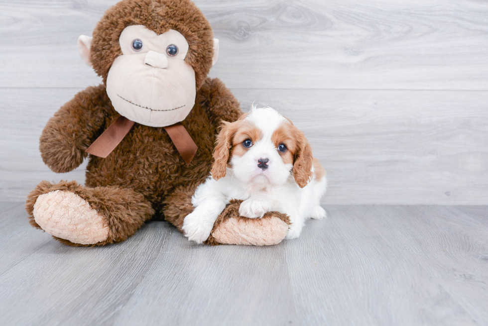 Popular Cavalier King Charles Spaniel Baby