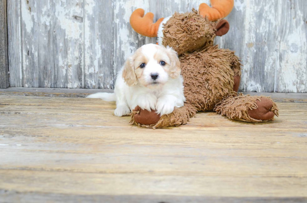 Petite Cavapoo Poodle Mix Pup