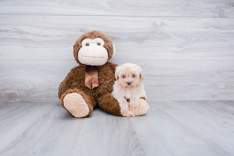 Maltipoo Pup Being Cute