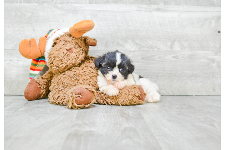 Teddy Bear Pup Being Cute