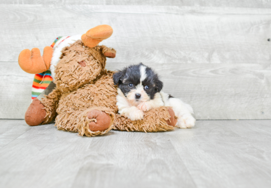 Teddy Bear Pup Being Cute