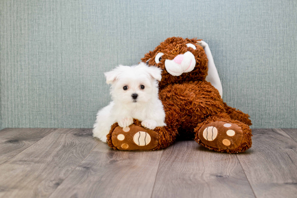 Smart Maltese Purebred Puppy