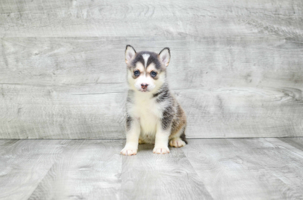 Pomsky Puppy for Adoption