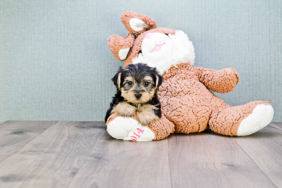 Morkie Puppy for Adoption