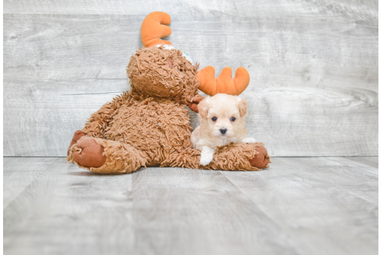 Playful Maltepoo Poodle Mix Puppy