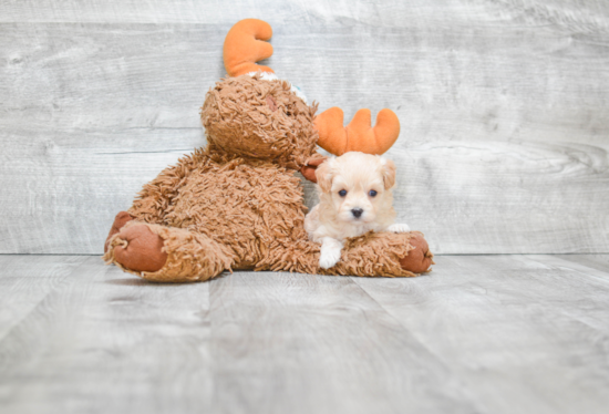 Playful Maltepoo Poodle Mix Puppy