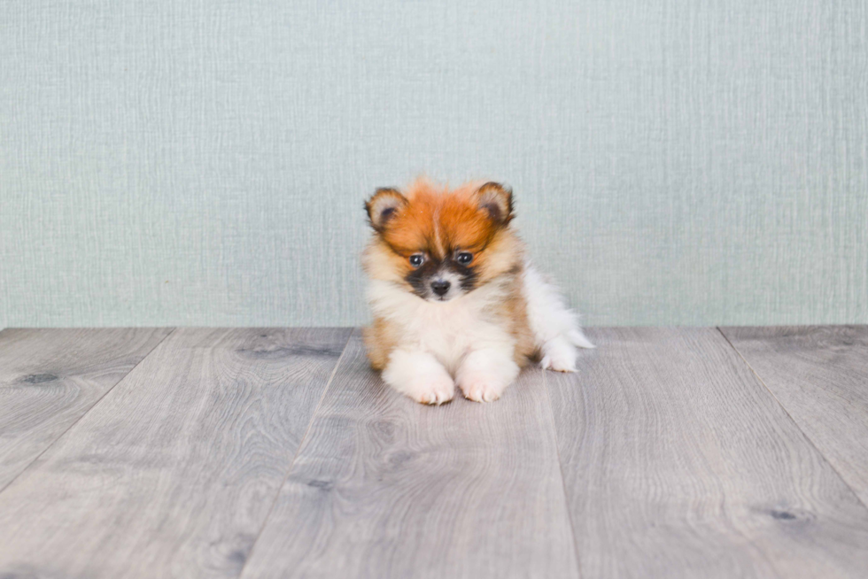 Small Pomeranian Baby