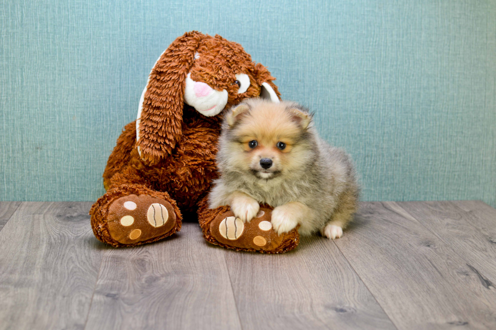 Pomeranian Puppy for Adoption