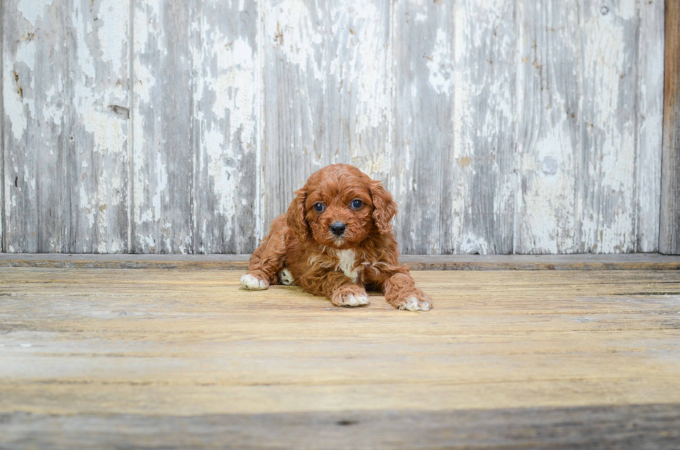 Best Cavapoo Baby