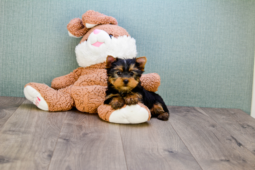 Meet Rebecca - our Yorkshire Terrier Puppy Photo 