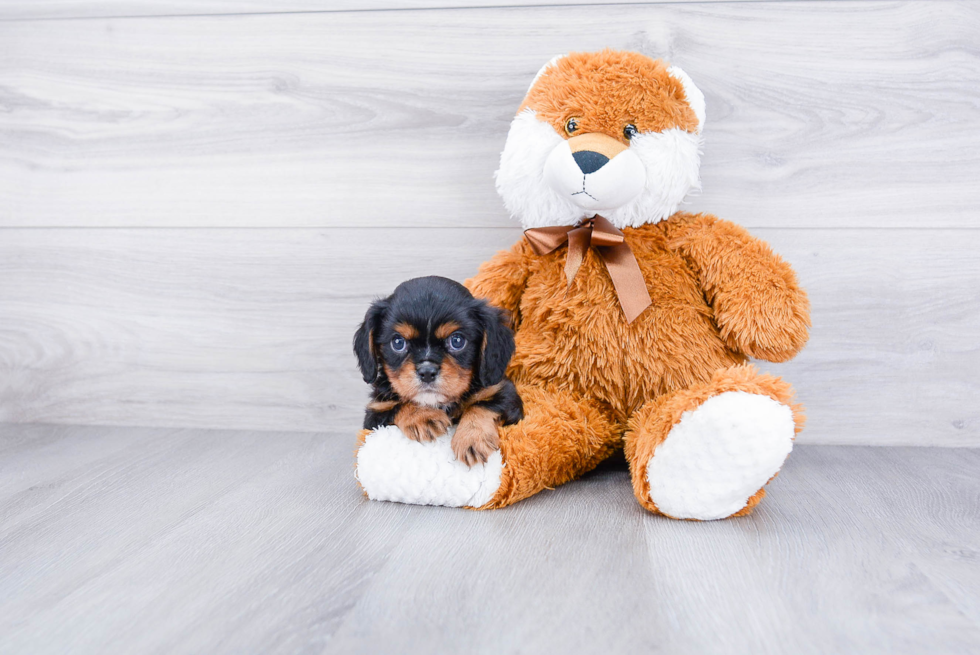 Small Cavalier King Charles Spaniel Baby