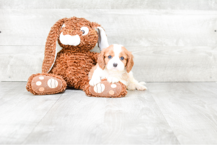 Best Cavalier King Charles Spaniel Baby