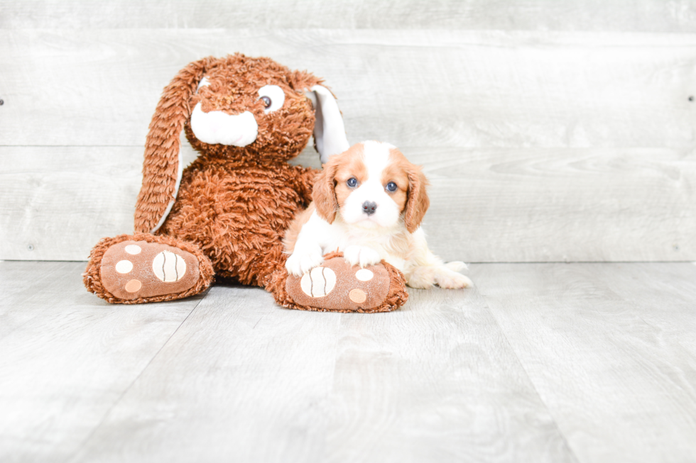 Best Cavalier King Charles Spaniel Baby