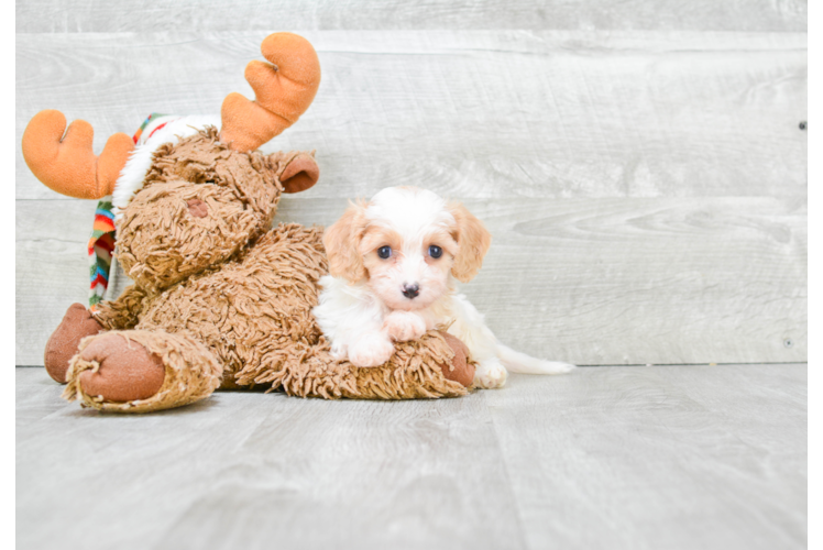 Cavachon Puppy for Adoption