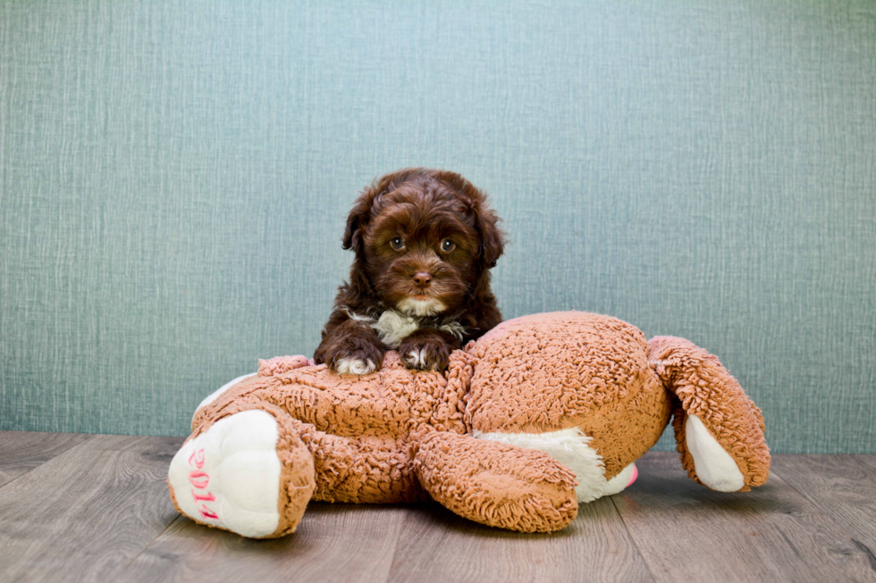 Teddy Bear Puppy for Adoption