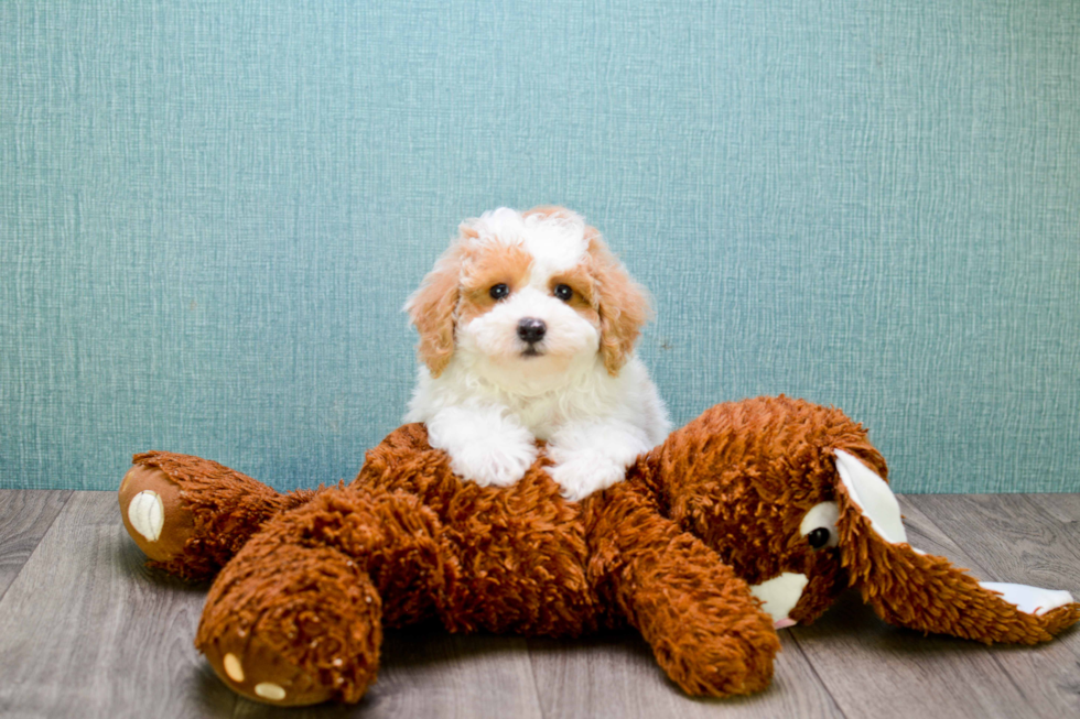 Cavapoo Pup Being Cute