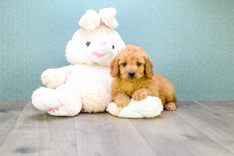 Mini Goldendoodle Pup Being Cute