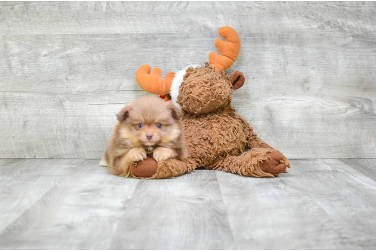 Playful Pomeranian Purebred Pup