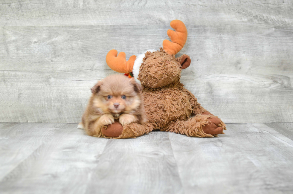 Playful Pomeranian Purebred Pup