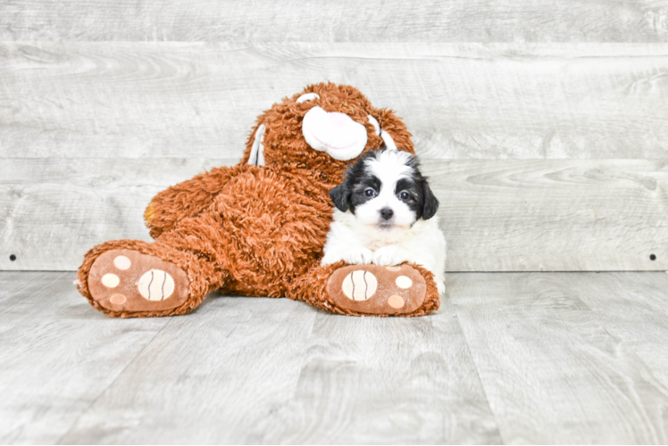 Smart Teddy Bear Designer Pup