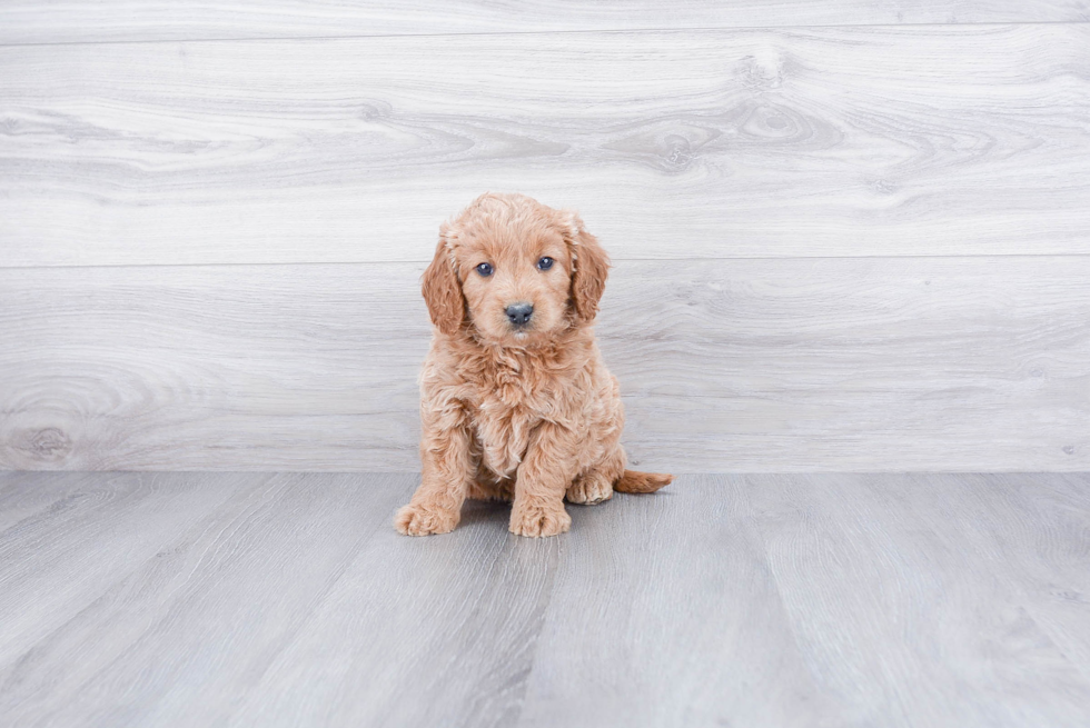 Mini Goldendoodle Pup Being Cute