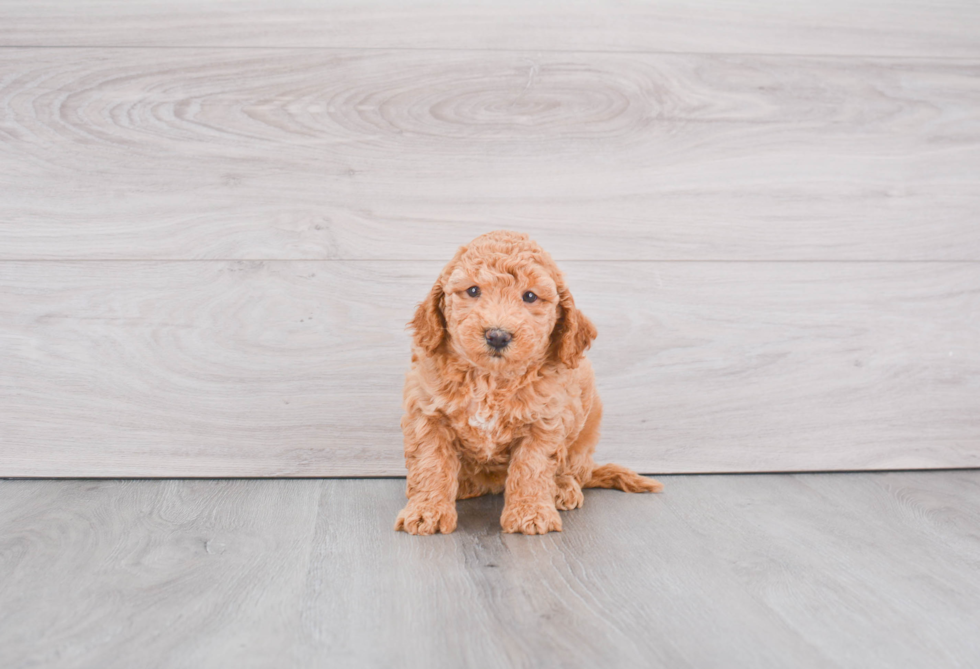 Best Mini Goldendoodle Baby
