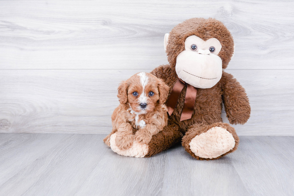 Cavapoo Pup Being Cute