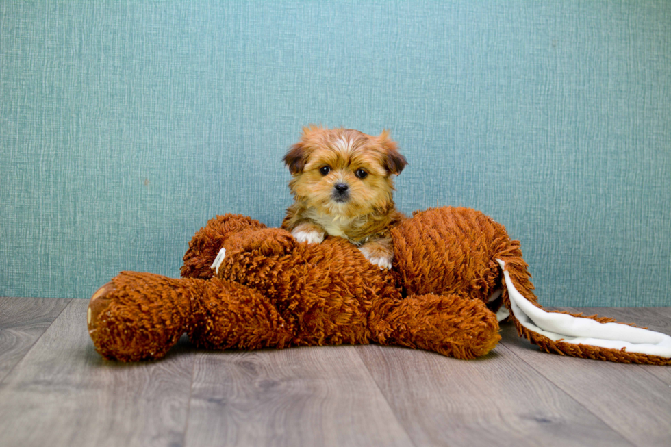 Friendly Shorkie Baby