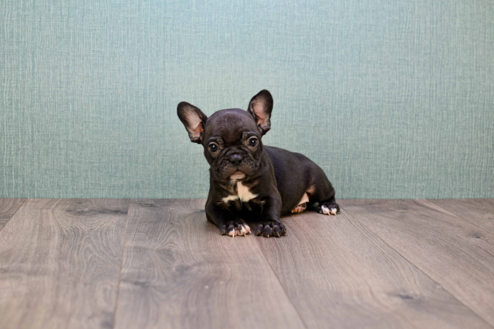 French Bulldog Puppy for Adoption