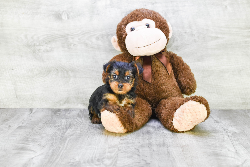 Meet Beyonce - our Yorkshire Terrier Puppy Photo 