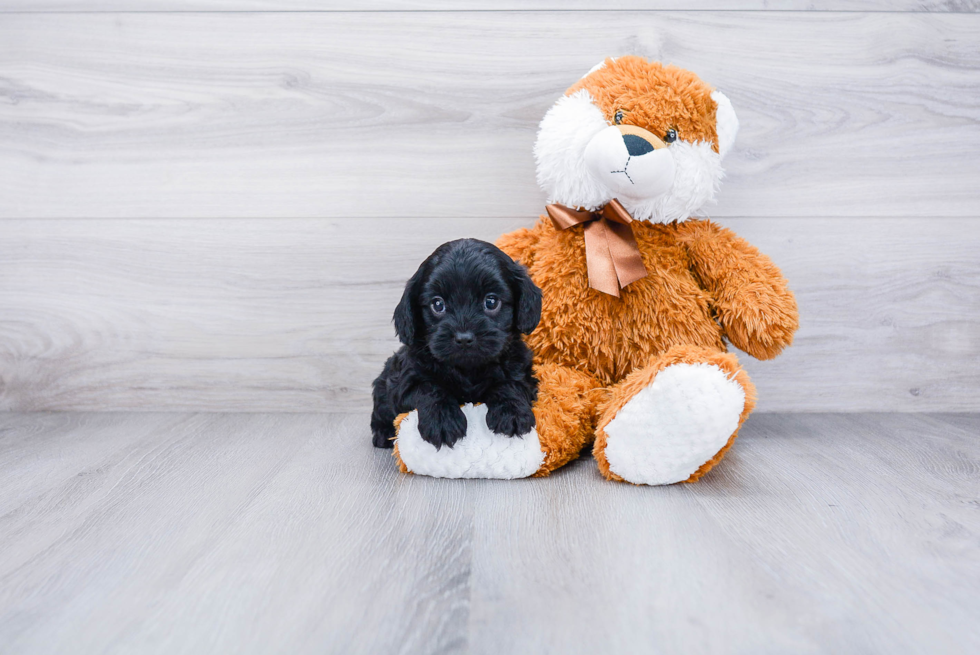 Cavapoo Pup Being Cute