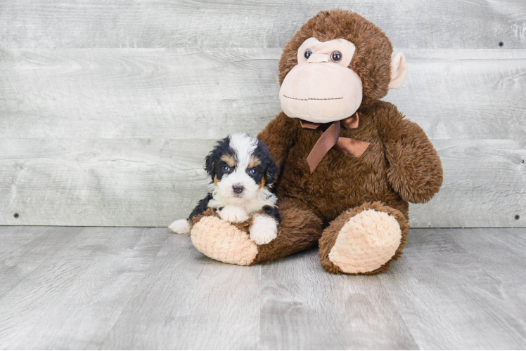 Little Bernadoodle Poodle Mix Puppy