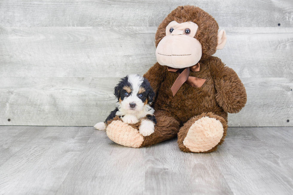 Little Bernadoodle Poodle Mix Puppy