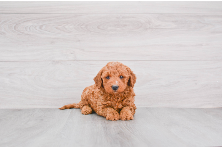 Adorable Golden Retriever Poodle Mix Puppy