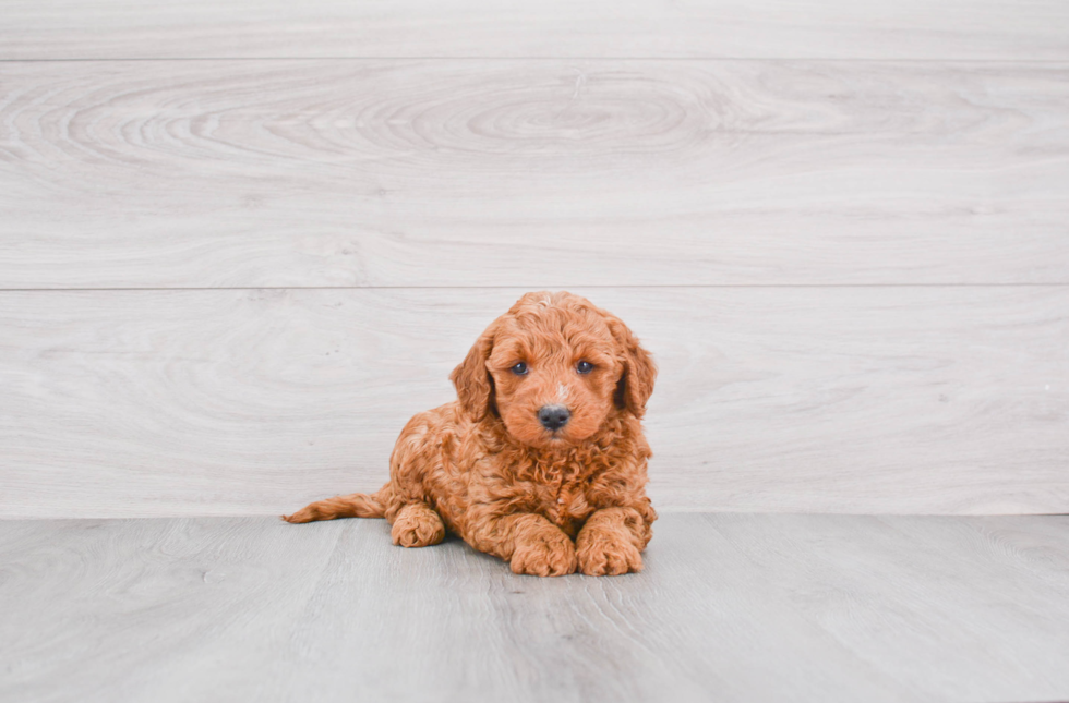 Adorable Golden Retriever Poodle Mix Puppy