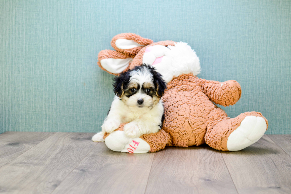 Happy Morkie Baby
