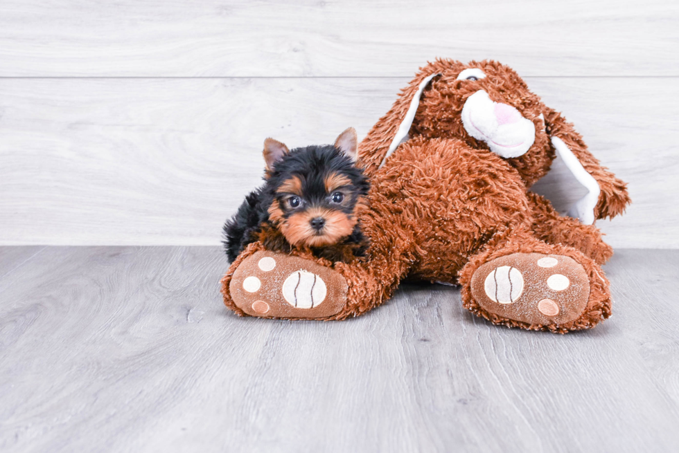 Meet Nugget - our Yorkshire Terrier Puppy Photo 