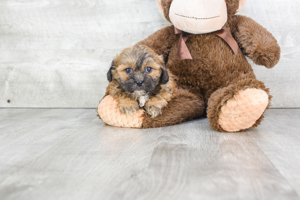 Teddy Bear Puppy for Adoption