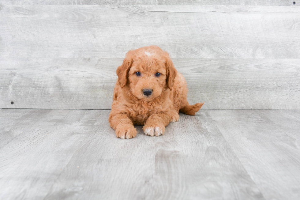 Mini Goldendoodle Puppy for Adoption