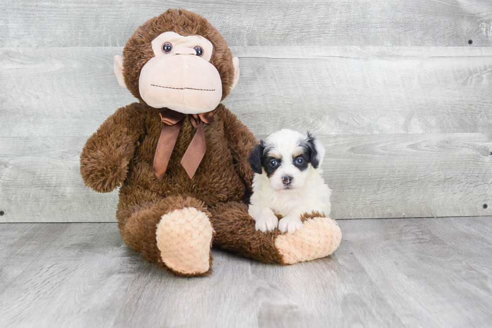 Mini Bernedoodle Pup Being Cute