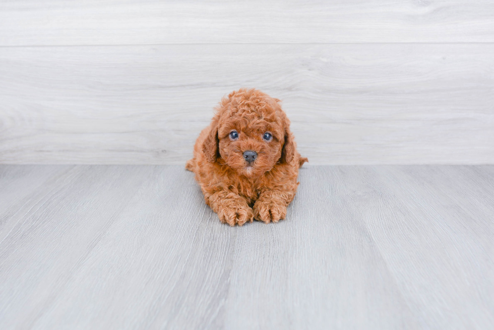 Best Cavapoo Baby