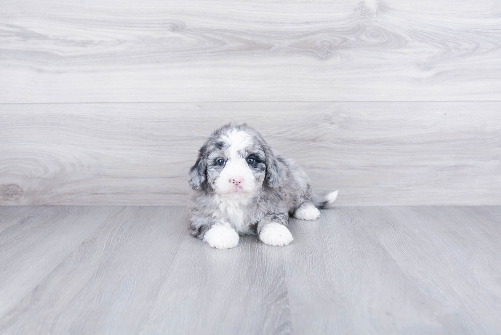 Best Mini Bernedoodle Baby